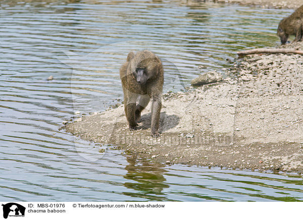 Brenpavian / chacma baboon / MBS-01976