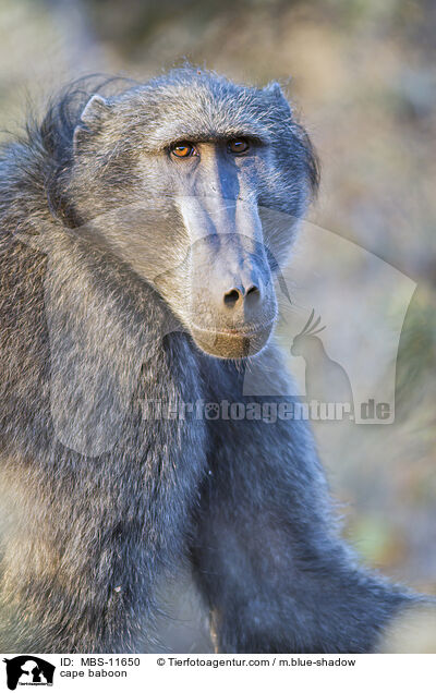Brenpavian / cape baboon / MBS-11650