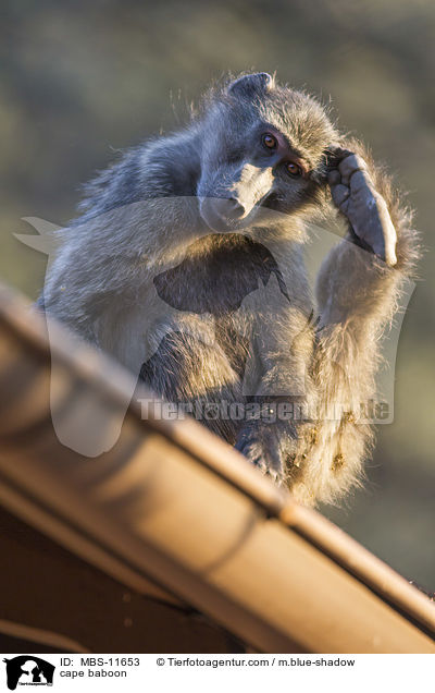 Brenpavian / cape baboon / MBS-11653
