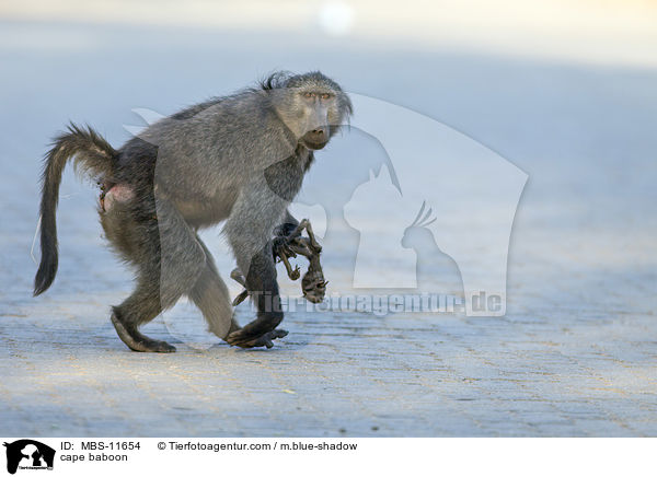 Brenpavian / cape baboon / MBS-11654