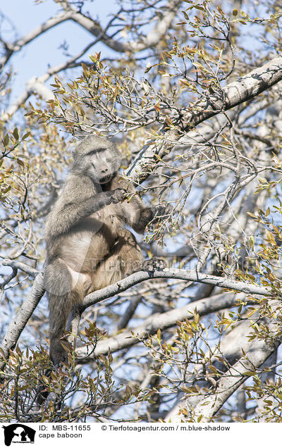 Brenpavian / cape baboon / MBS-11655