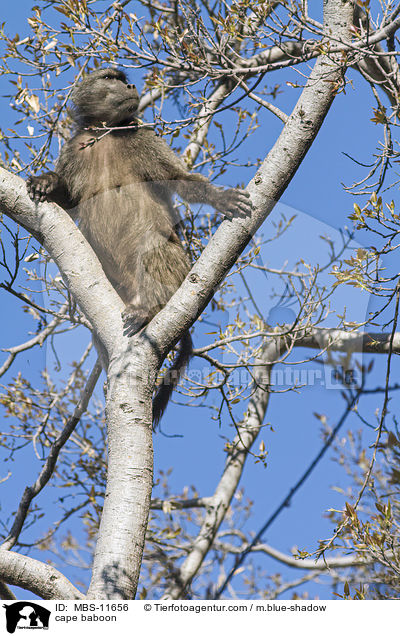 Brenpavian / cape baboon / MBS-11656