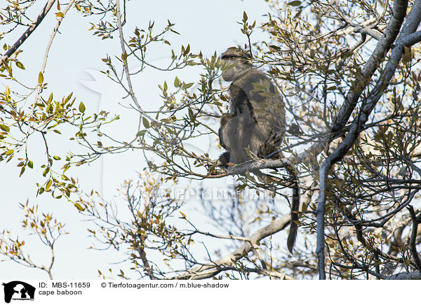cape baboon / MBS-11659
