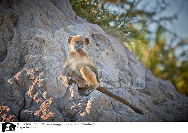 Brenpavian / Cape baboon / JR-02333