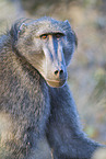 cape baboon