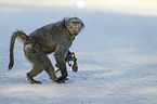 cape baboon