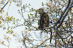 cape baboon