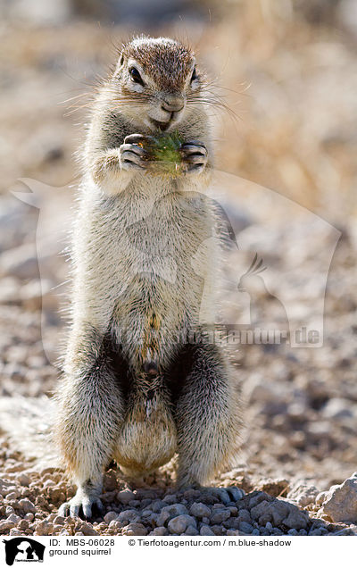 ground squirrel / MBS-06028