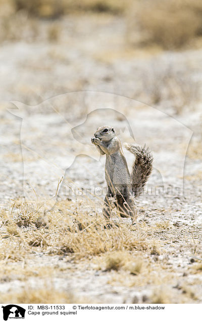 Cape ground squirrel / MBS-11533
