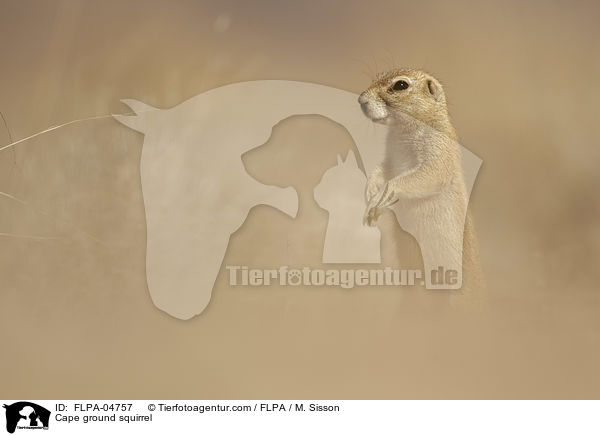 Cape ground squirrel / FLPA-04757