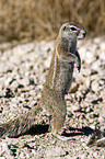 ground squirrel
