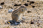 ground squirrel