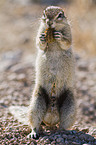 ground squirrel