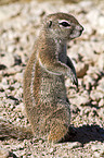 ground squirrel