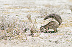 Cape ground squirrel
