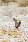 Cape ground squirrel