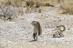 Cape ground squirrels