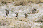 Cape ground squirrels