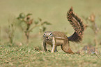 Cape ground squirrel