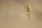 Cape ground squirrel