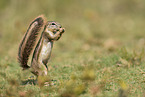 Cape ground squirrel