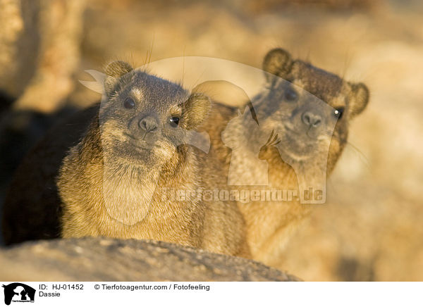 Klippschleifer / Dassie / HJ-01452