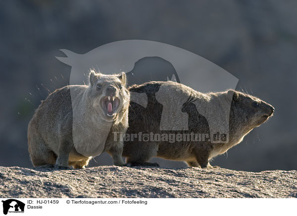 Klippschleifer / Dassie / HJ-01459