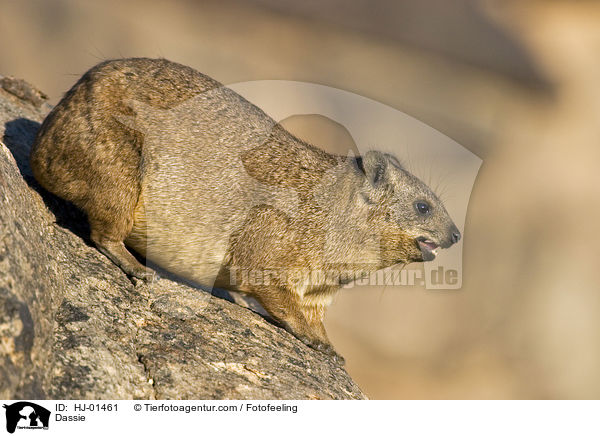 Klippschleifer / Dassie / HJ-01461