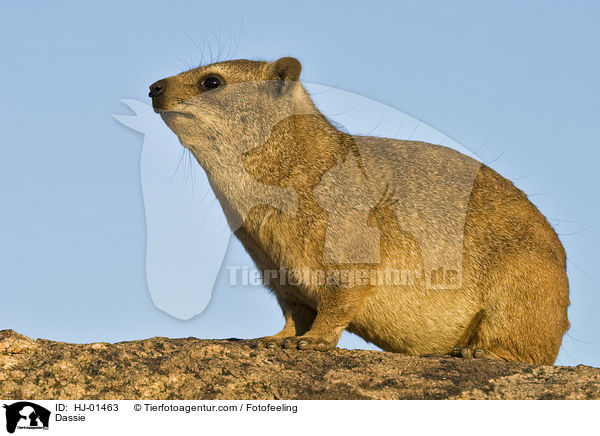 Klippschleifer / Dassie / HJ-01463
