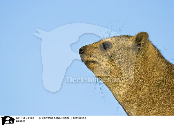 Klippschleifer / Dassie / HJ-01465