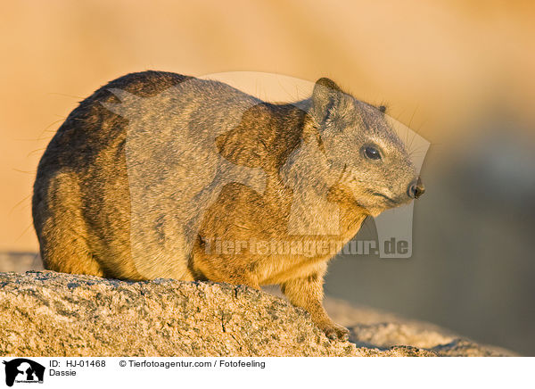 Klippschleifer / Dassie / HJ-01468