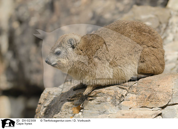 Klippschliefer / Cape hyrax / DV-02309