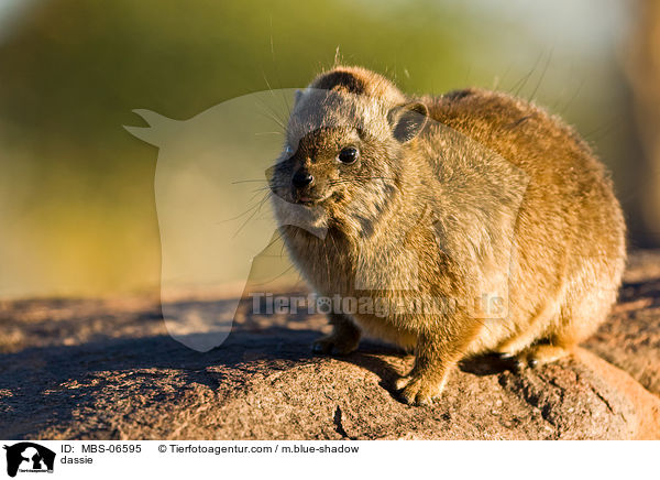 Klippschliefer / dassie / MBS-06595