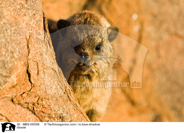 Klippschliefer / dassie / MBS-06596