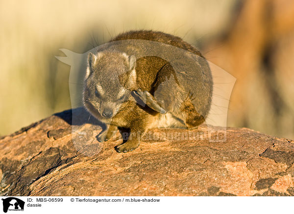 Klippschliefer / dassie / MBS-06599
