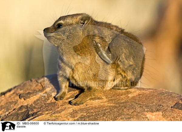 Klippschliefer / dassie / MBS-06600