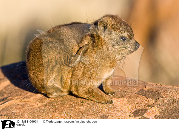 Klippschliefer / dassie / MBS-06601