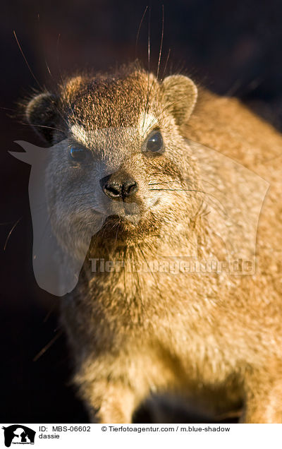 Klippschliefer / dassie / MBS-06602