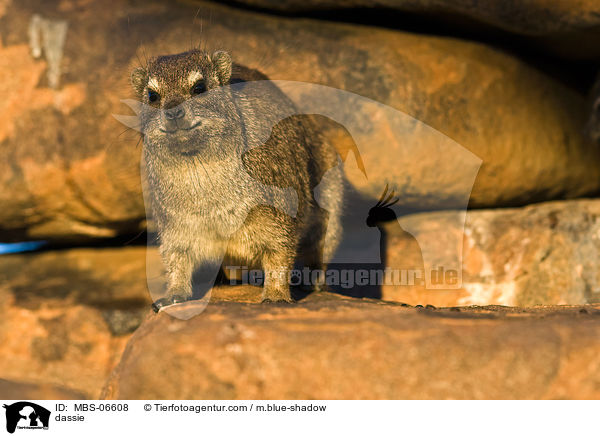 Klippschliefer / dassie / MBS-06608