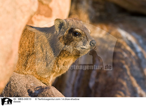 Klippschliefer / dassie / MBS-06610