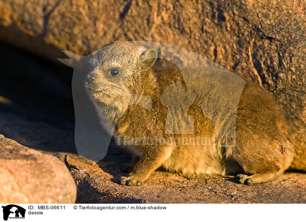 Klippschliefer / dassie / MBS-06611