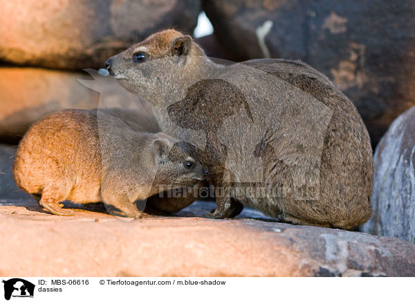 Klippschliefer / dassies / MBS-06616