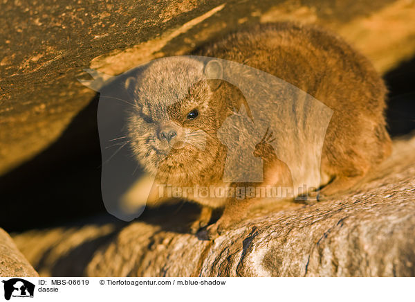 Klippschliefer / dassie / MBS-06619