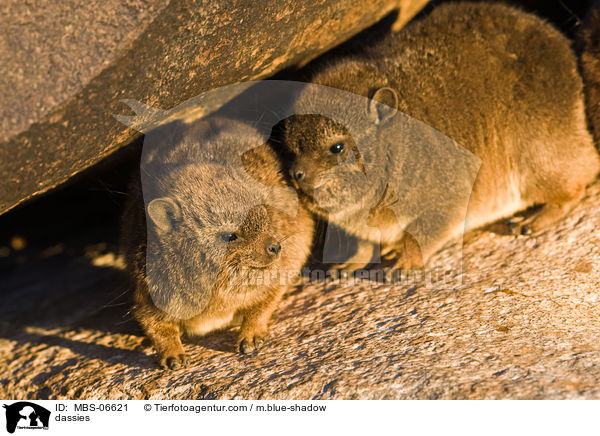 Klippschliefer / dassies / MBS-06621