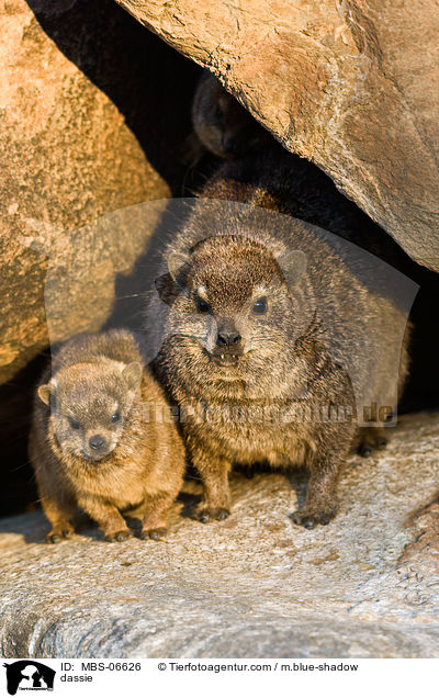 dassie / MBS-06626