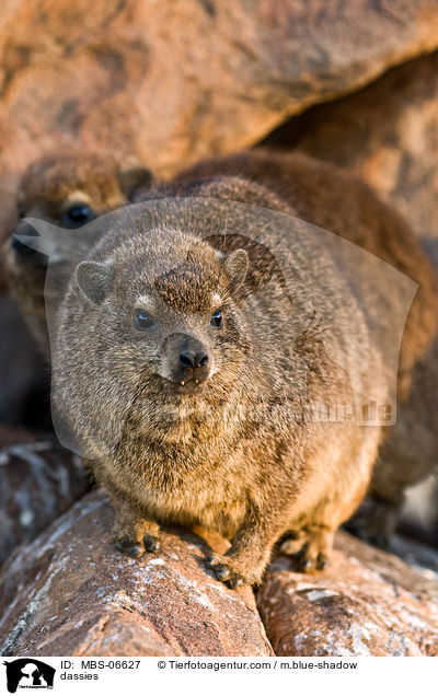 Klippschliefer / dassies / MBS-06627