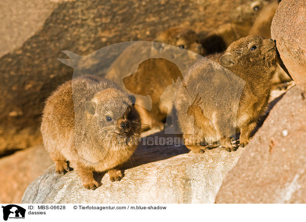 Klippschliefer / dassies / MBS-06628