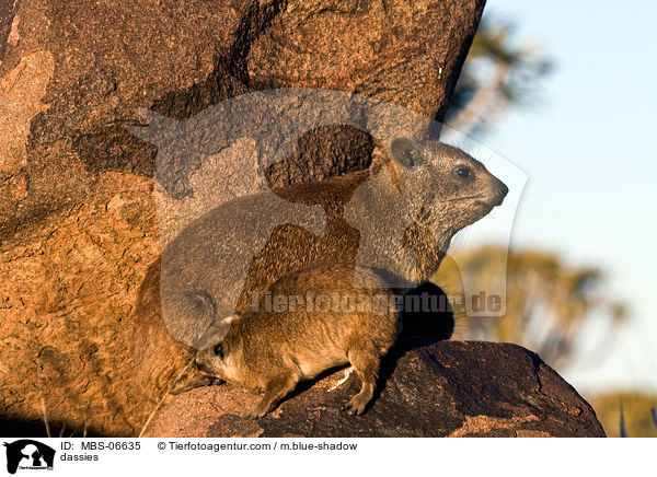 Klippschliefer / dassies / MBS-06635
