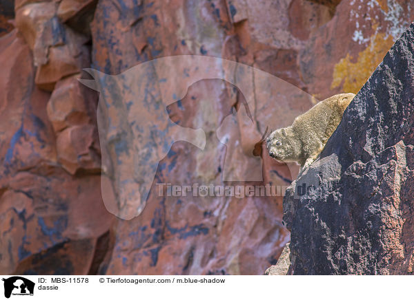 Klippschliefer / dassie / MBS-11578