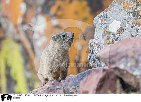 Klippschliefer / dassie / MBS-11581